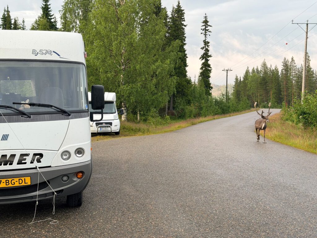 Reindeer on the road next to the mobile home, Finland