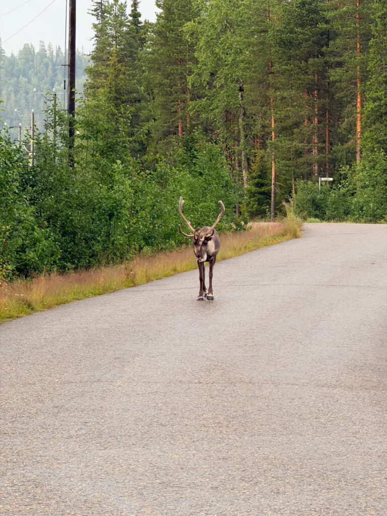 Reindeer walking on the road