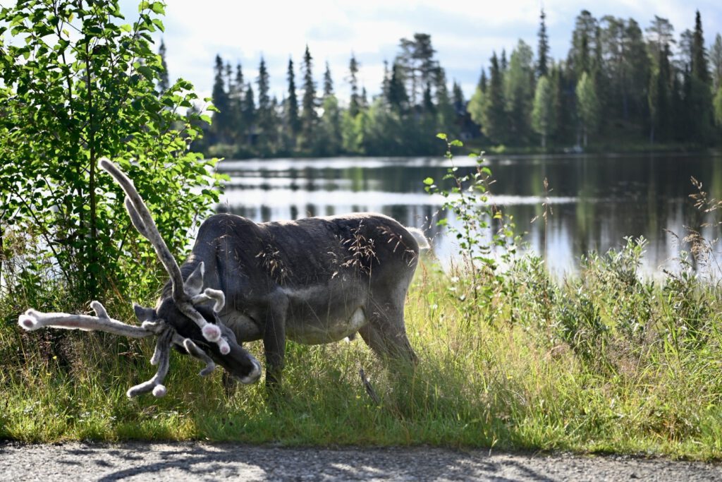 Reindeer grazing next to a lake