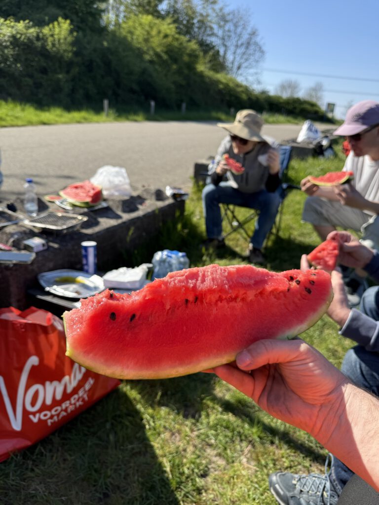 Watermelon in the field